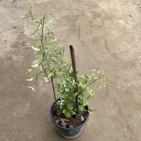 Clematis Vine (any colour) in 8 Inch Nursery Pot
