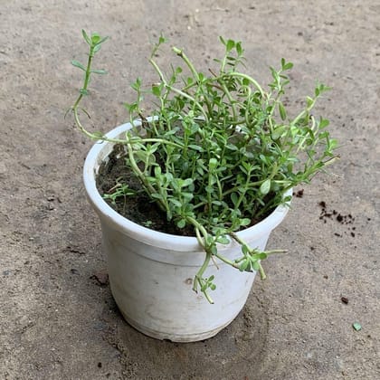 Buy Brahmi Plant in 4 Inch Plastic Pot (any colour) Online | Urvann.com