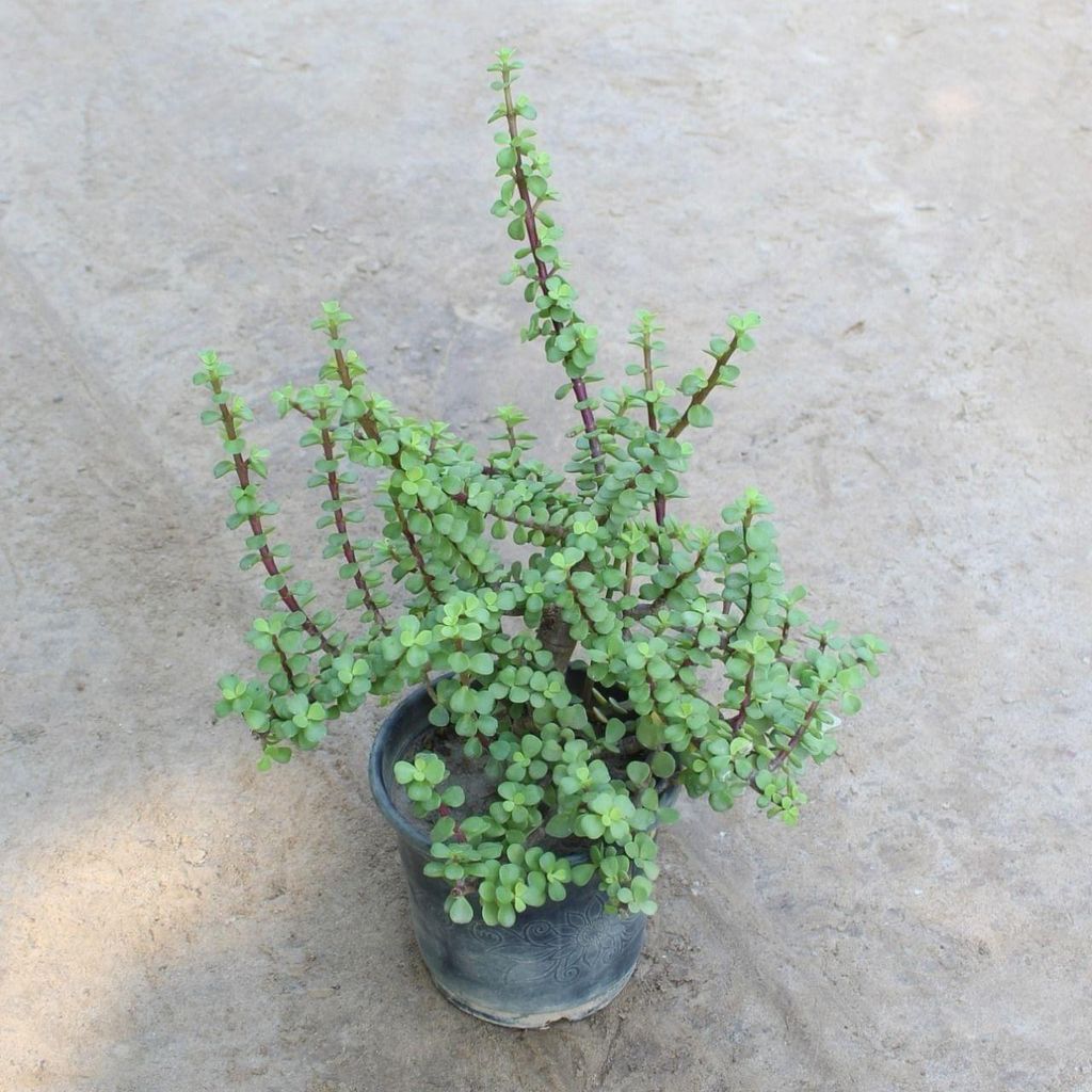Jade in 6 Inch Nursery Pot