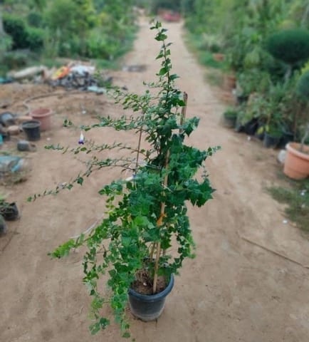 Neelghaati Creeper (any colour) in 10 Inch Nursery Pot