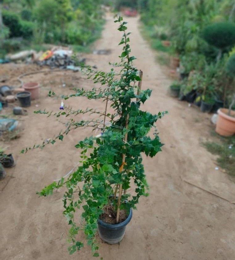 Neelghaati Creeper (any colour) in 10 Inch Nursery Pot