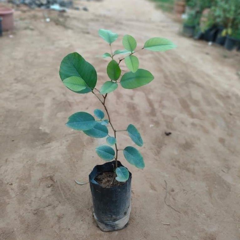 Red Sandalwood in 4 Inch Nursery Bag