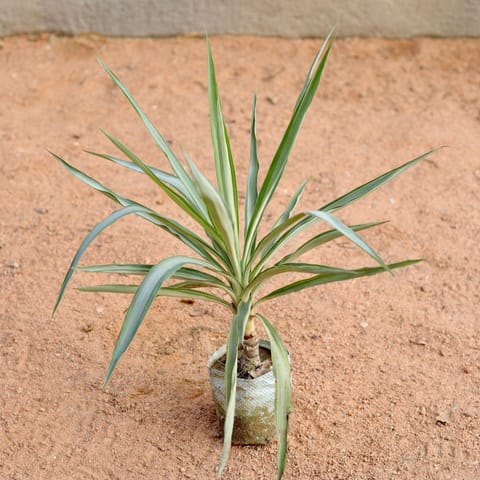 Silver Yucca in 4 Inch Nursery Bag