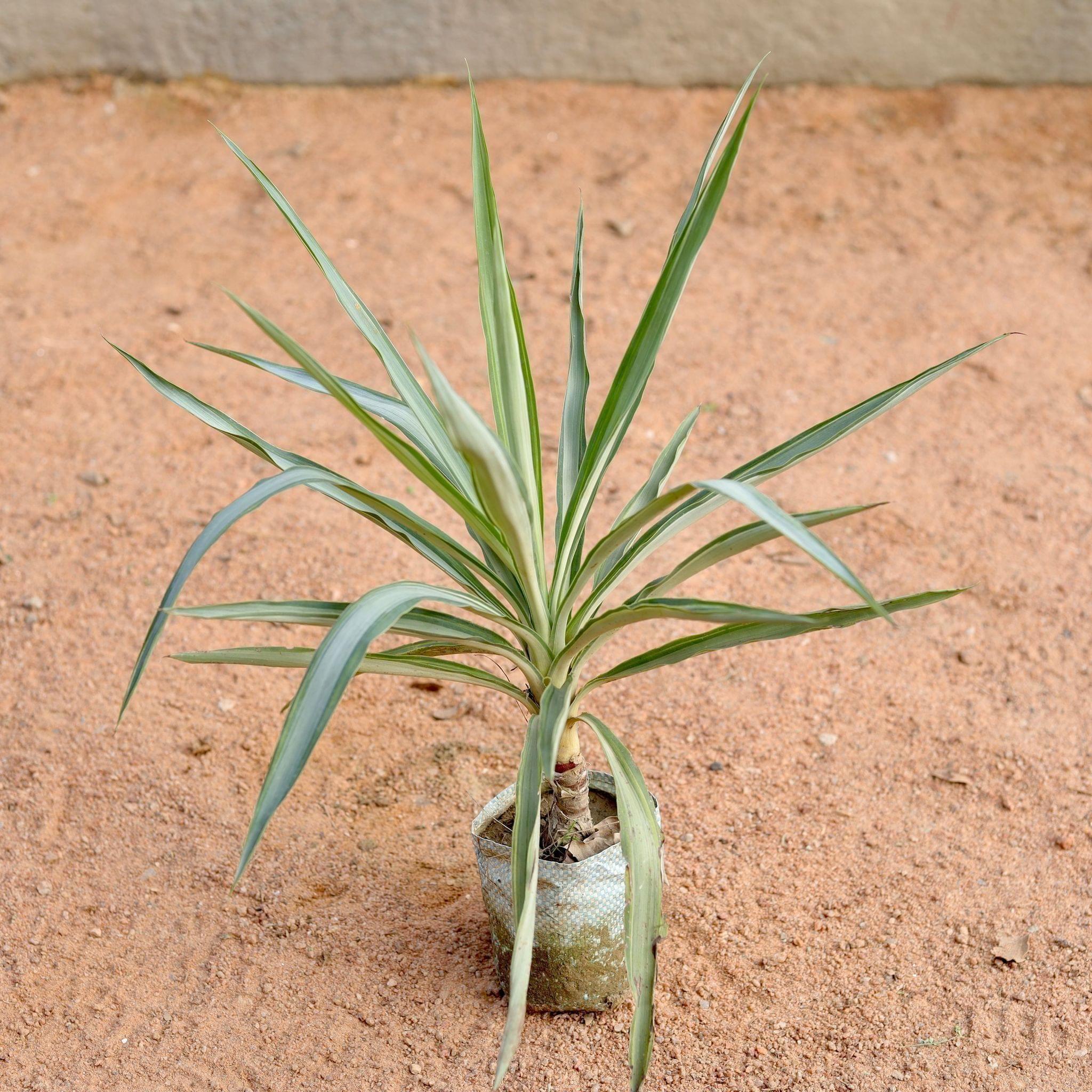 Silver Yucca in 4 Inch Nursery Bag