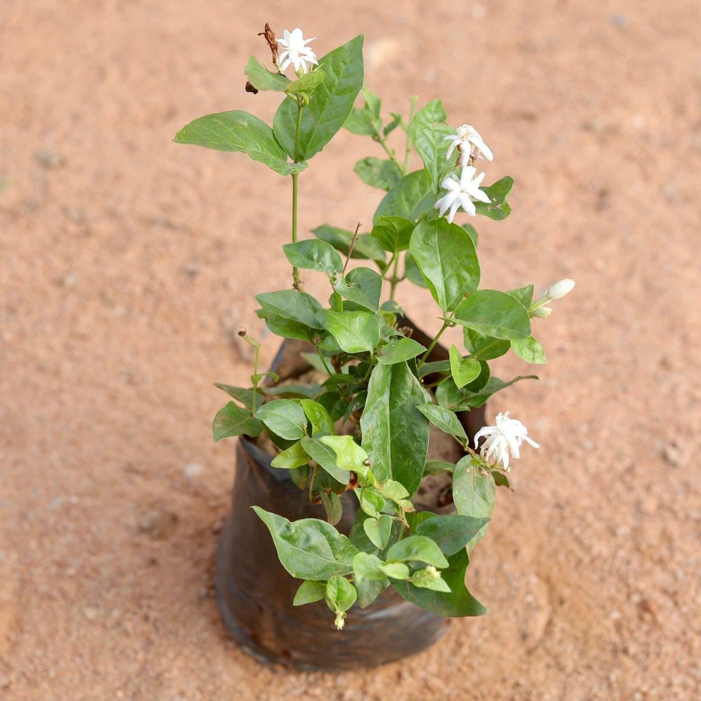 Mogra / Motia Jasmine All Time (Pune Variety) (any colour) in 8 Inch Nursery Bag