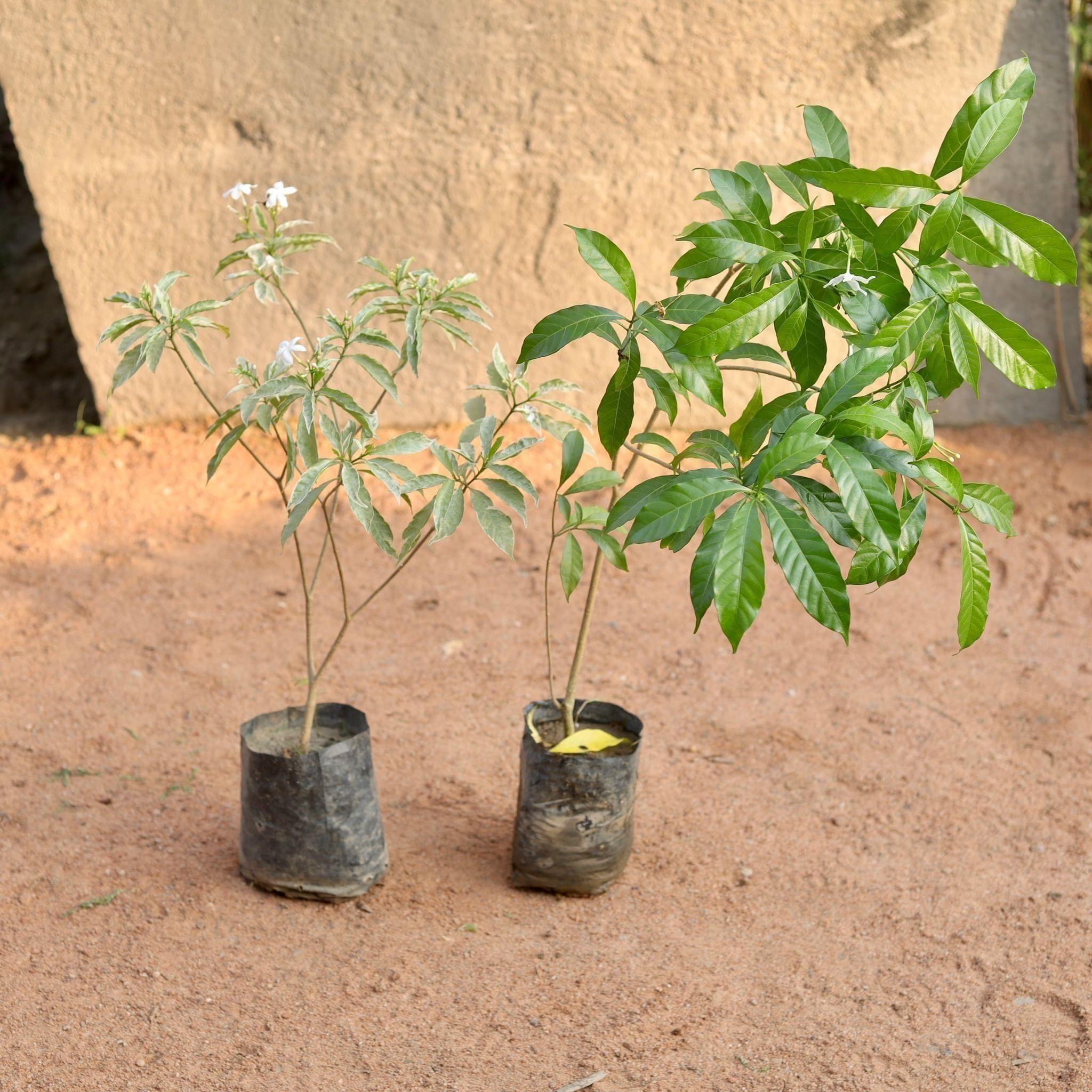 Set of 2 - Chandni (Variegated & Green) (any colour) in 6 Inch Nursery Bag