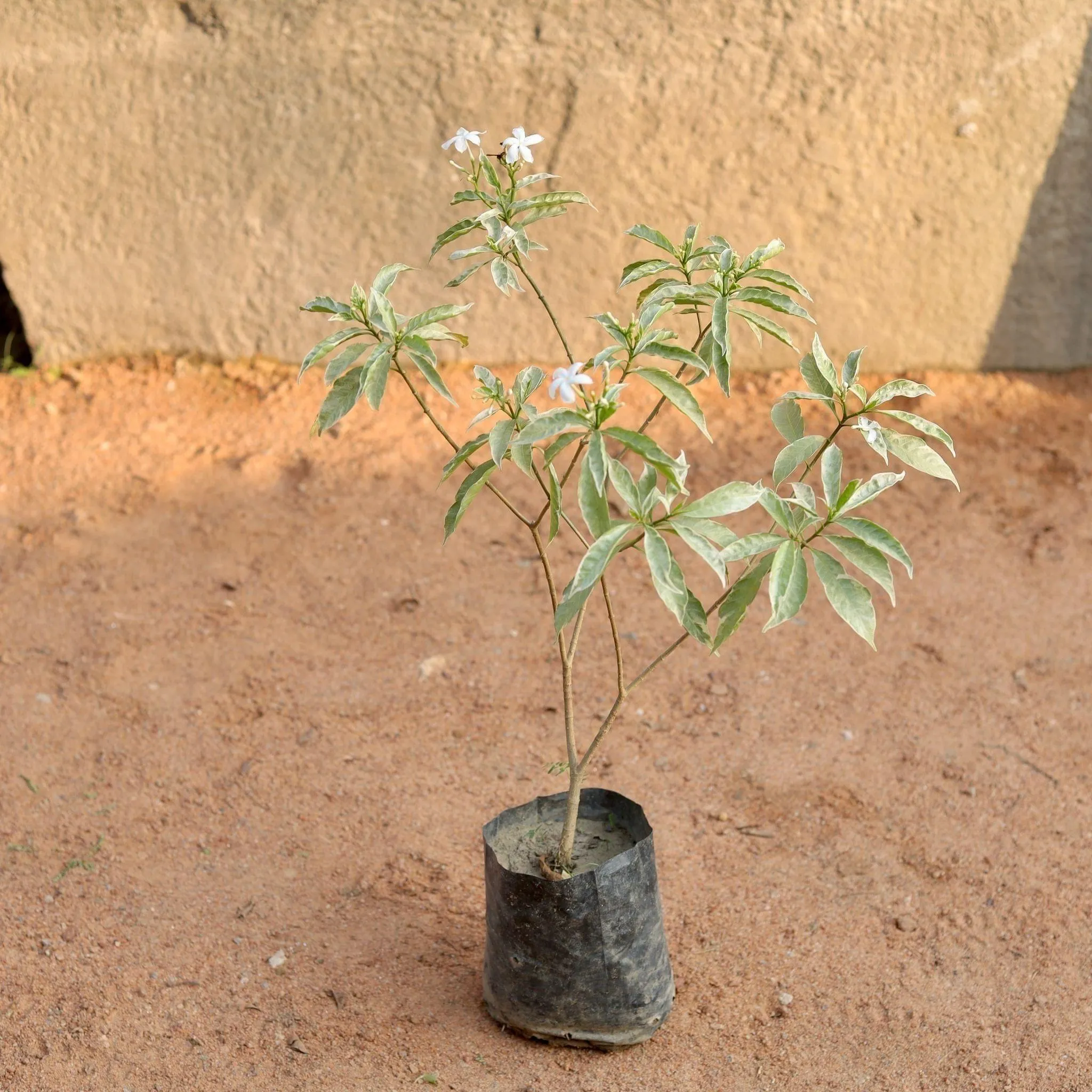 Variegated Chandni (any colour) in 6 Inch Nursery Bag