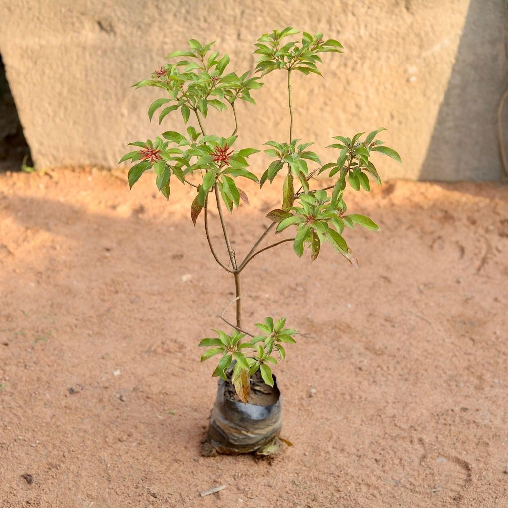 Hameliya in 6 Inch Nursery Bag
