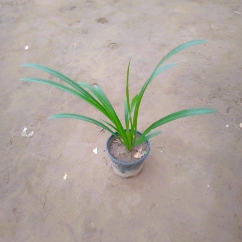 Spider Lily in 6 Inch Nursery Pot Spider Lily in 6 Inch Nursery Pot