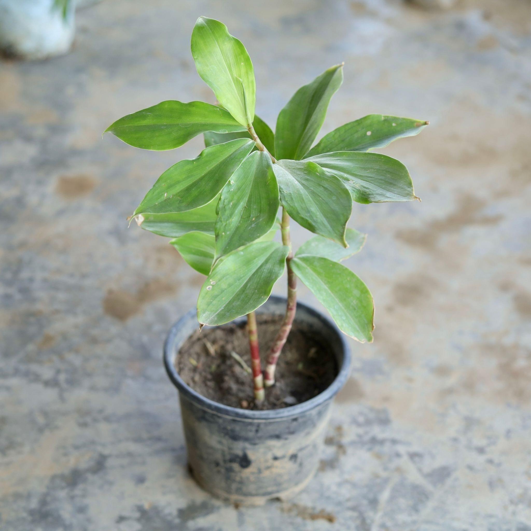 Insulin Medicinal Plant in 6 Inch Nursery Pot