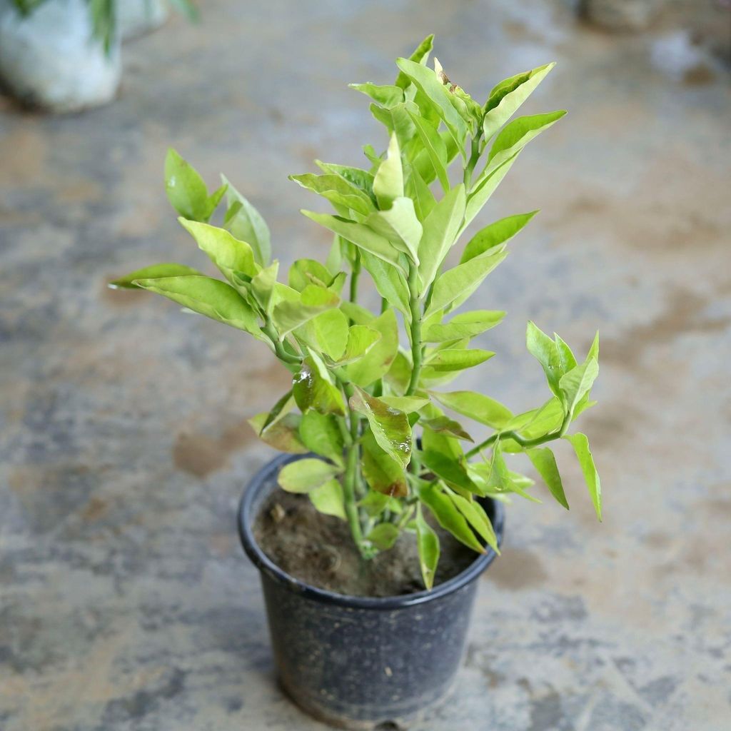 Pedilanthus / Devil's Backbone Green in 6 Inch Nursery Pot Pedilanthus / Devil's Backbone Green in 6 Inch Nursery Pot
