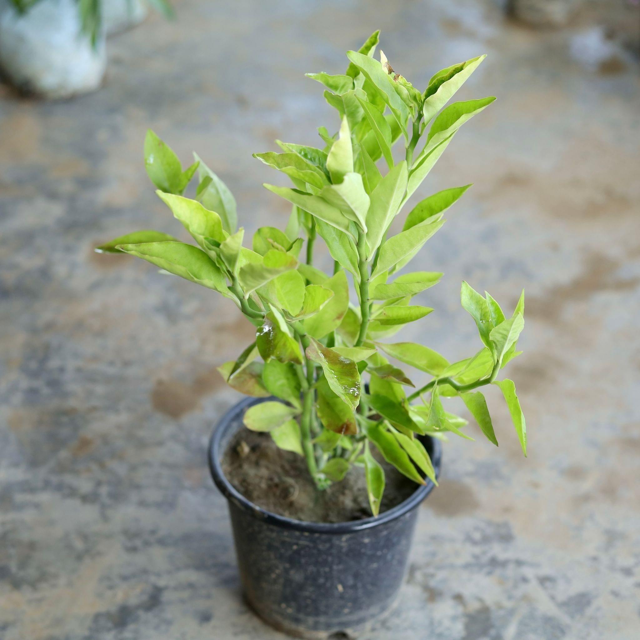 Pedilanthus / Devil's Backbone Green in 6 Inch Nursery Pot
