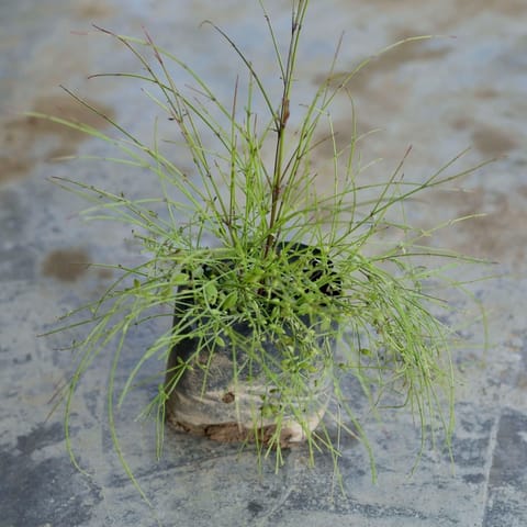 Russelia / Firecracker plant in 4 Inch Live Fresh Plant Nursery Bag in Tughlakabad