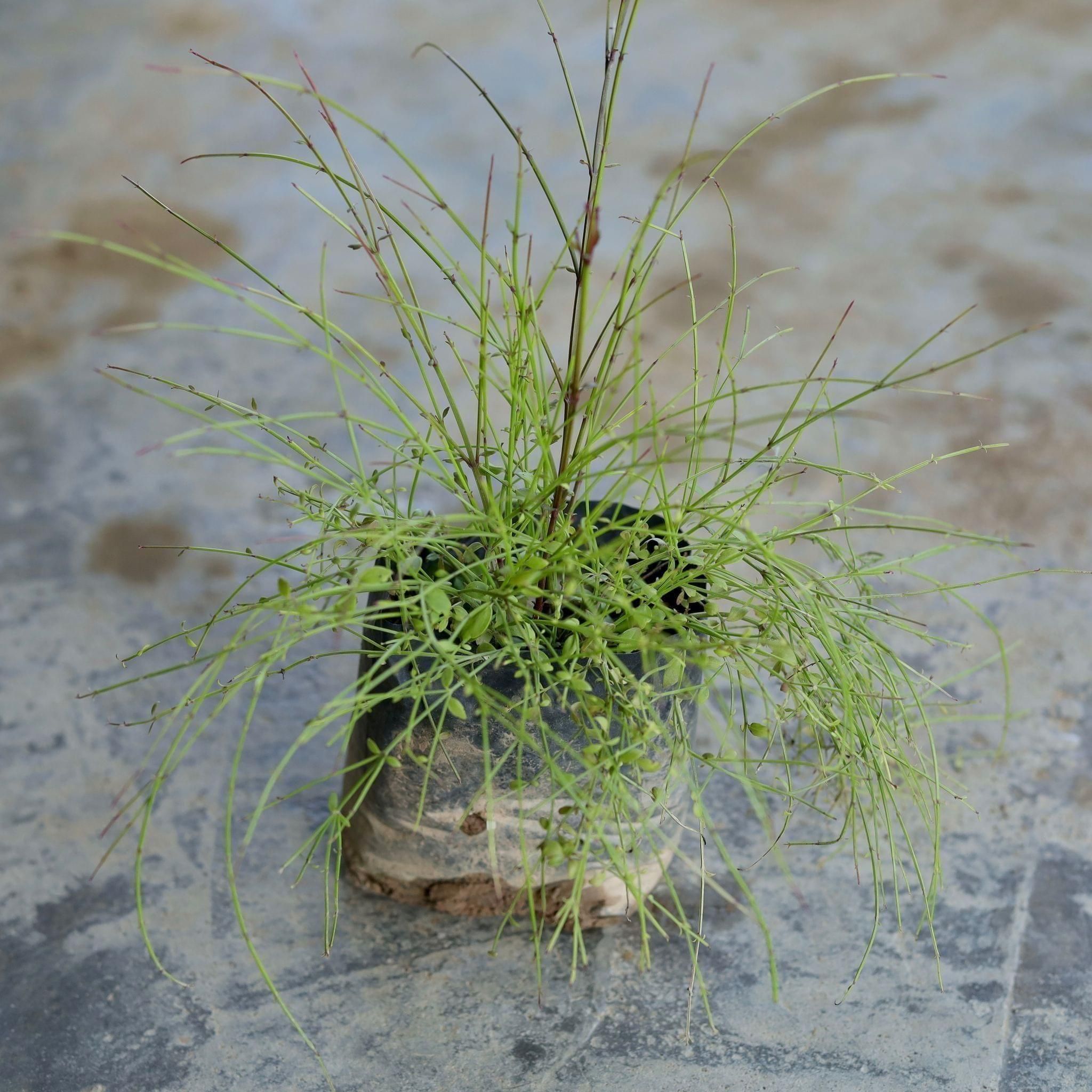 Russelia / Firecracker plant in 4 Inch Nursery Bag