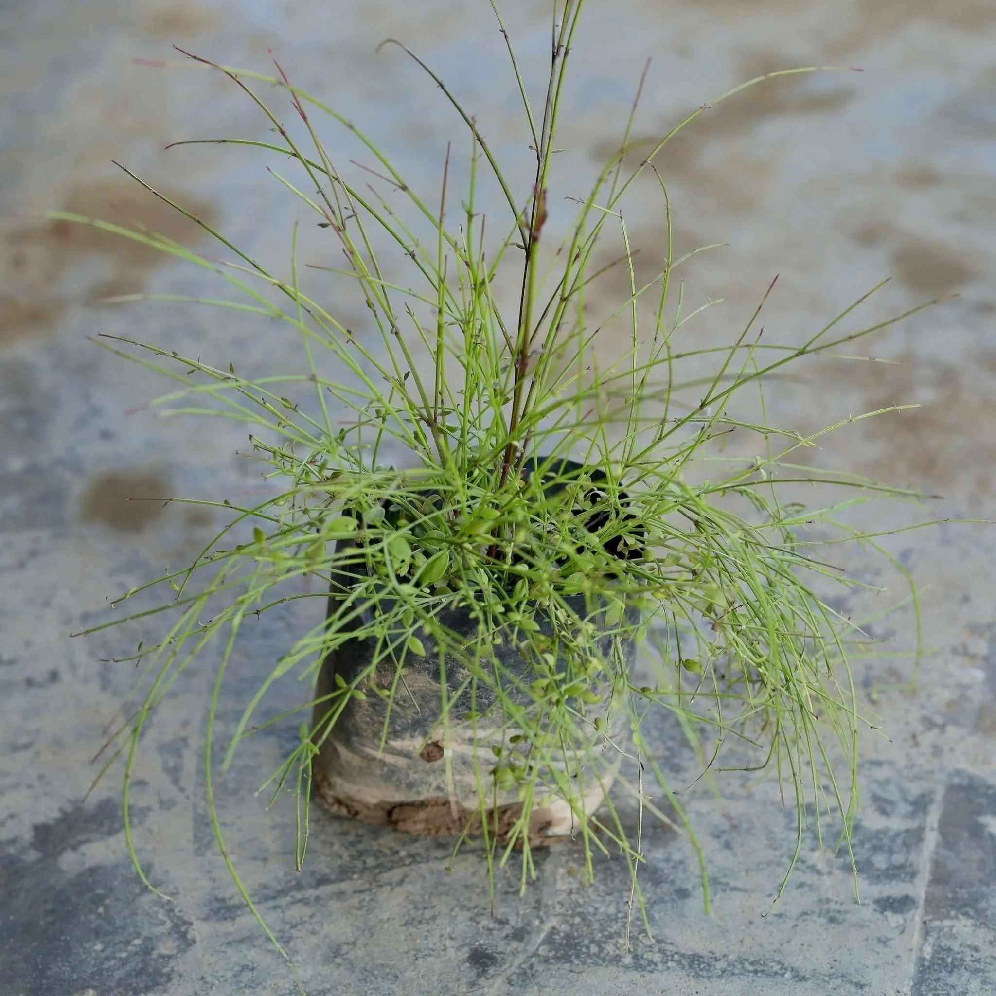 Russelia / Firecracker plant in 4 Inch Nursery Bag