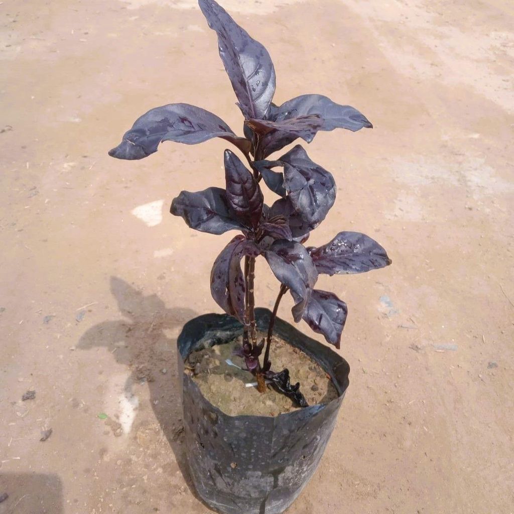 Eranthemum Black Magic in 5 Inch Nursery Bag