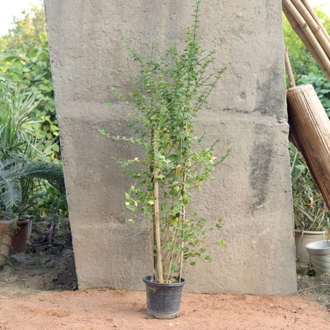 Thunbergia / Bush Clock Vine/ Neelkanth in 10 Inch Nursery Pot