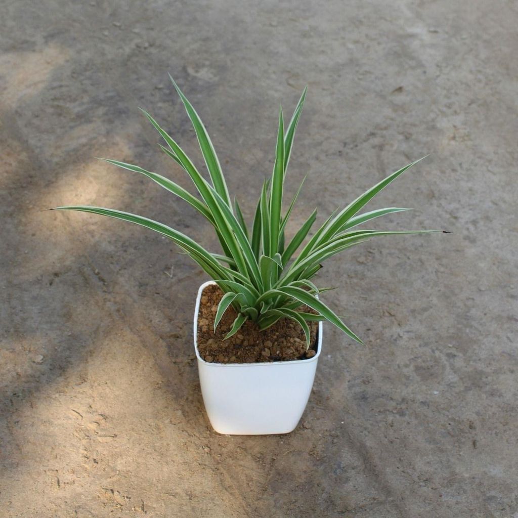 Spider Plant in 4 Inch White Square Plastic Pot