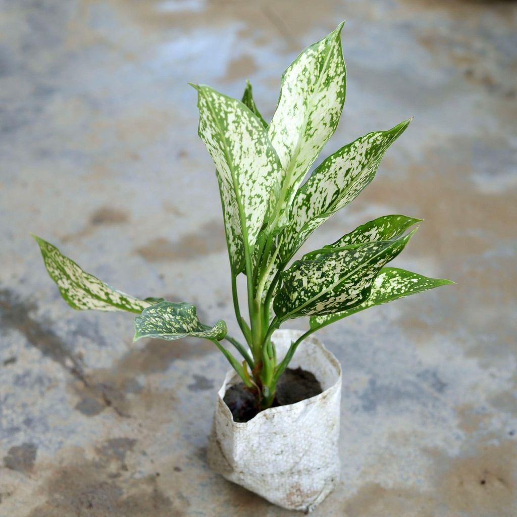Aglaonema Snow White in 4 Inch Nursery Bag Aglaonema Snow White in 4 Inch Nursery Bag