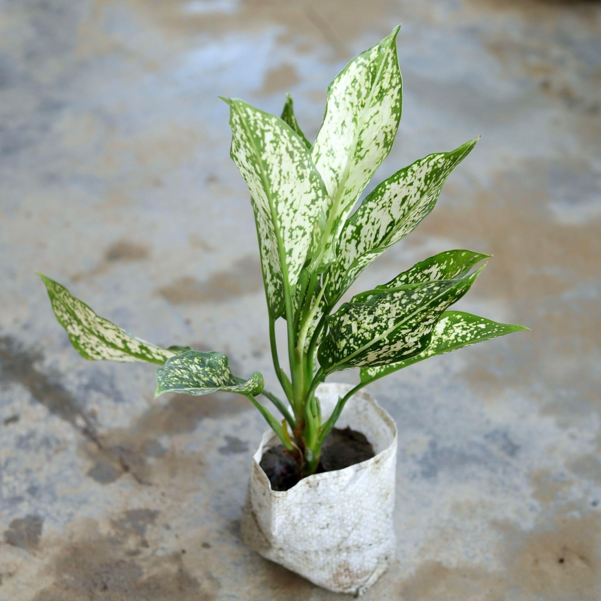 Aglaonema Snow White in 4 Inch Nursery Bag