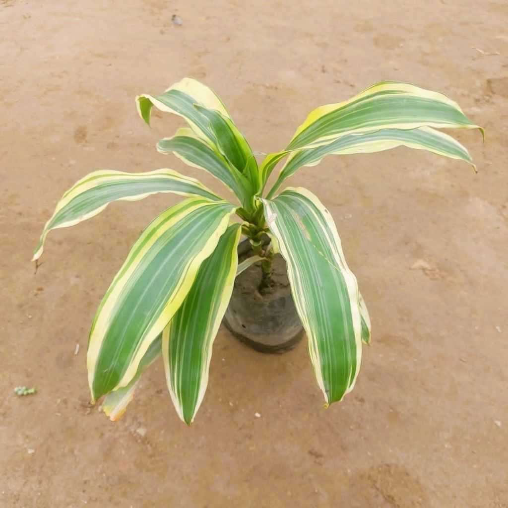 Buy Dracaena Victoria / Frangrans plant in 6 Inch Nursery Bag Online | Urvann.com Dracaena Victoria / Frangrans plant in 4 Inch Nursery Bag