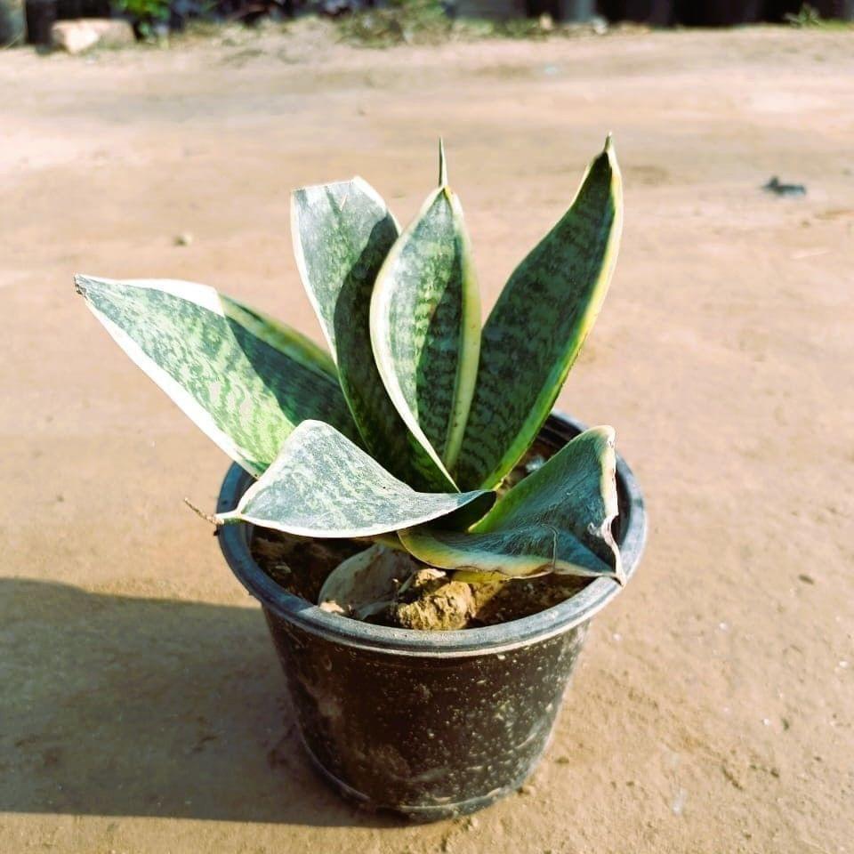 Snake dwarf Yellow in 5 Inch Nursery Pot