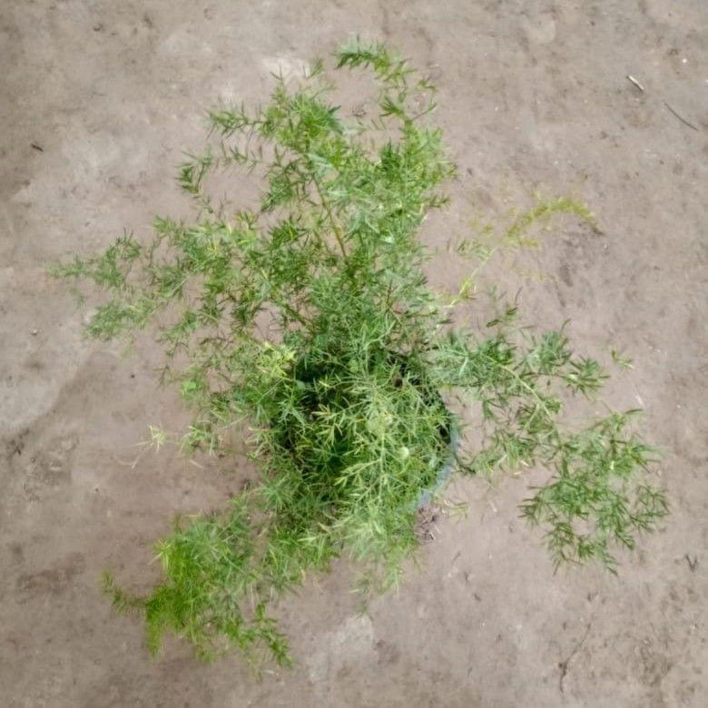 Asparagus/Aspara Grass bush in 10 Inch Nursery Pot