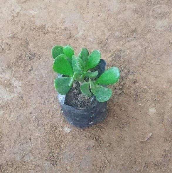 Crassula Ovata Succulent in 4 Inch Nursery Bag