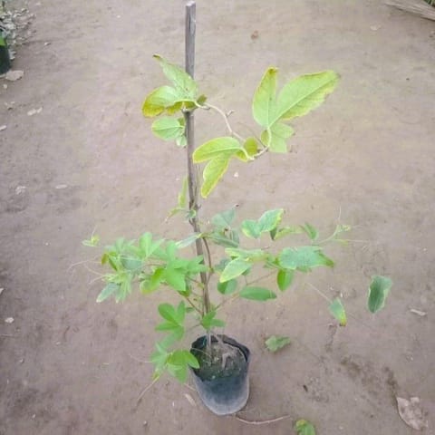 Passion Flower / Rakhi Bel Pink in 5 Inch Nursery Bag