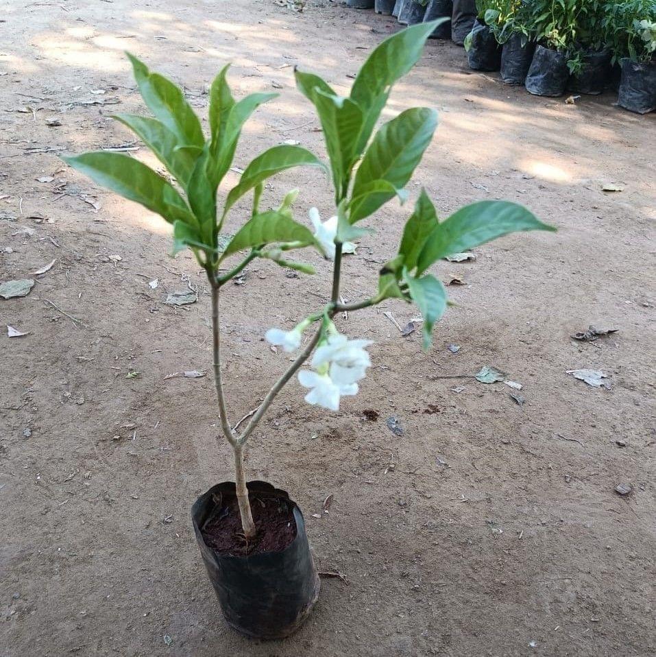 Buy Double Chandni in 4 Inch Nursery Bag Online | Urvann.com Double Chandni pune variety in 5 Inch Nursery Bag