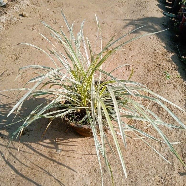 Ribbon Grass in 4 inch Clay Pot
