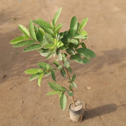 Buy Amrood / Guava in 4 Inch Nursery Bag Online | Urvann.com
