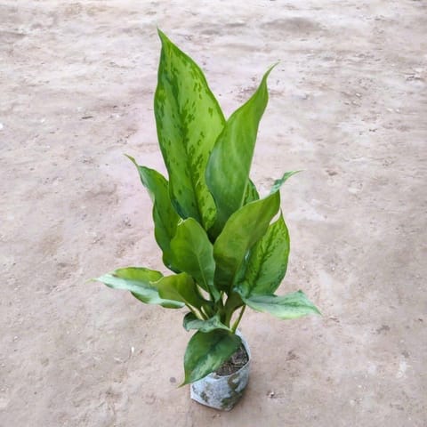 Aglaonema Chinese Evergreen / Jungle Parrot in 4 Inch Nursery Bag
