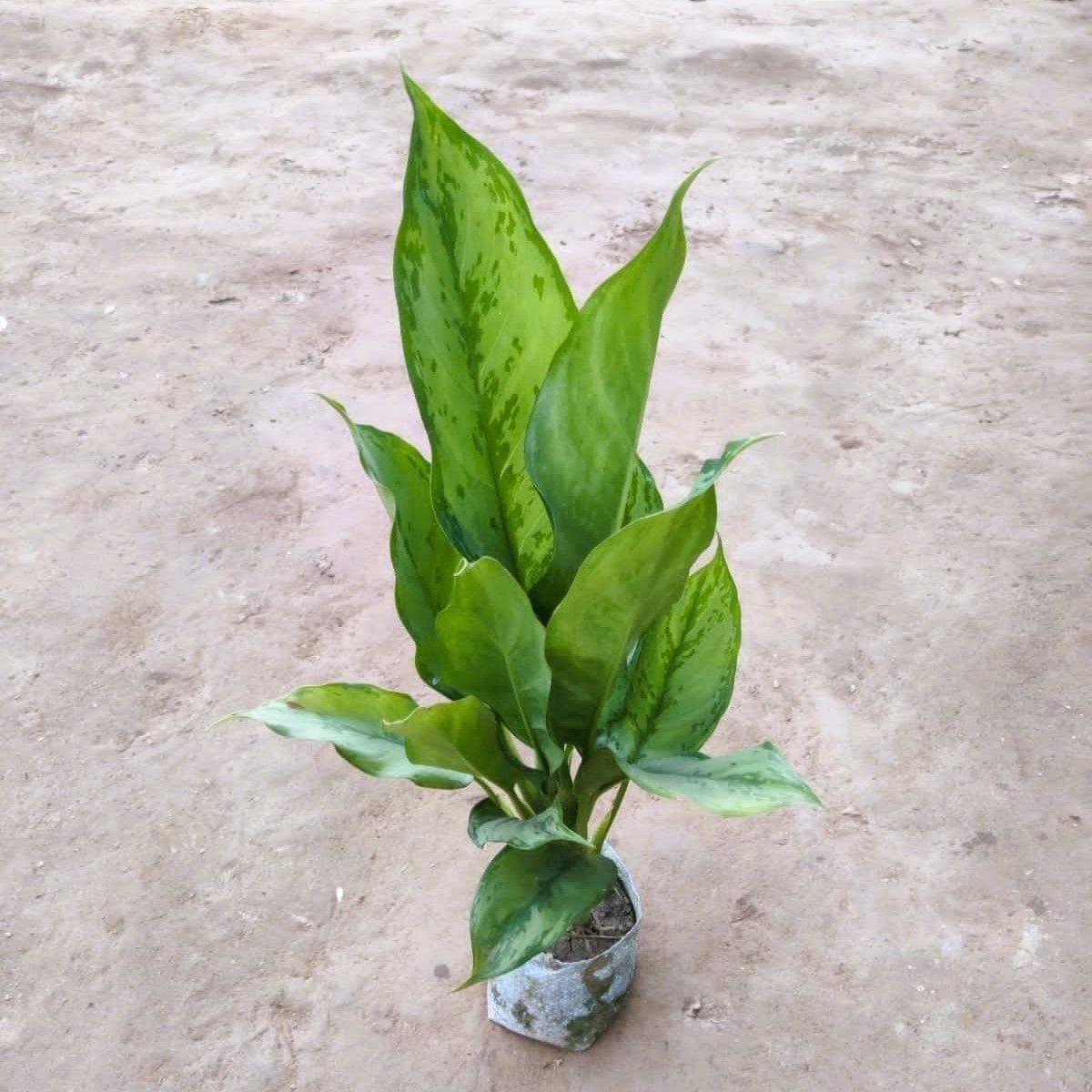 Aglaonema Chinese Evergreen / Jungle Parrot in 4 Inch Nursery Bag
