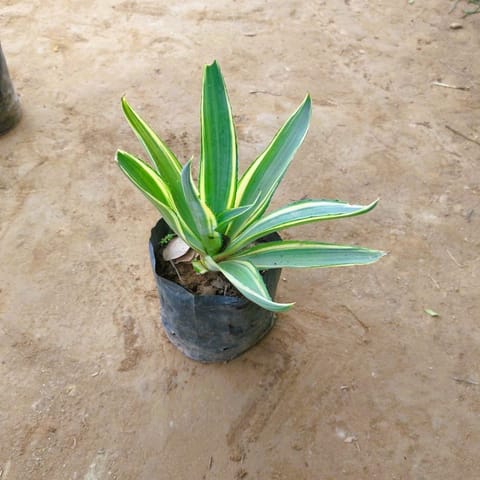 Agave / Century Plant Variegated in 6 Inch Nursery Bag