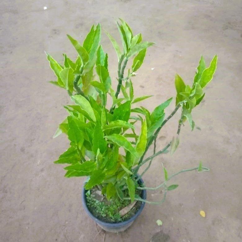 Buy Pedilianthus Green / Devil's Backbone In 6 Inch Nursery Pot Online | Urvann.com Pedilianthus Green / Devil's Backbone in 6 Inch Nursery Pot