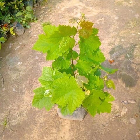 Grapes / Angoor Bel in 6 Inch Nursery Bag