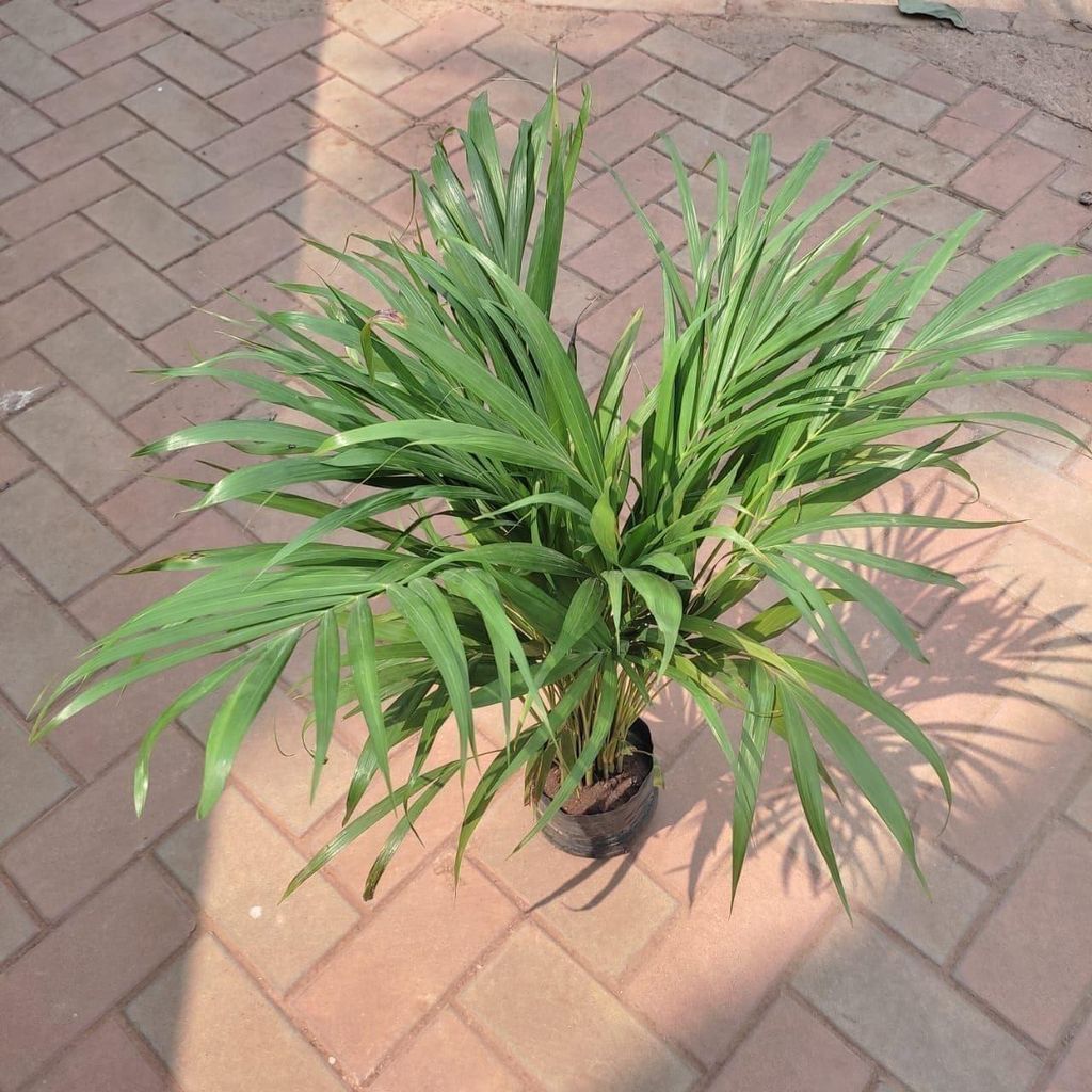 Areca Palm (~1 feet) in 6 Inch Nursery bag