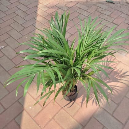 Buy Areca Palm in 5 Inch Nursery bag Online | Urvann.com