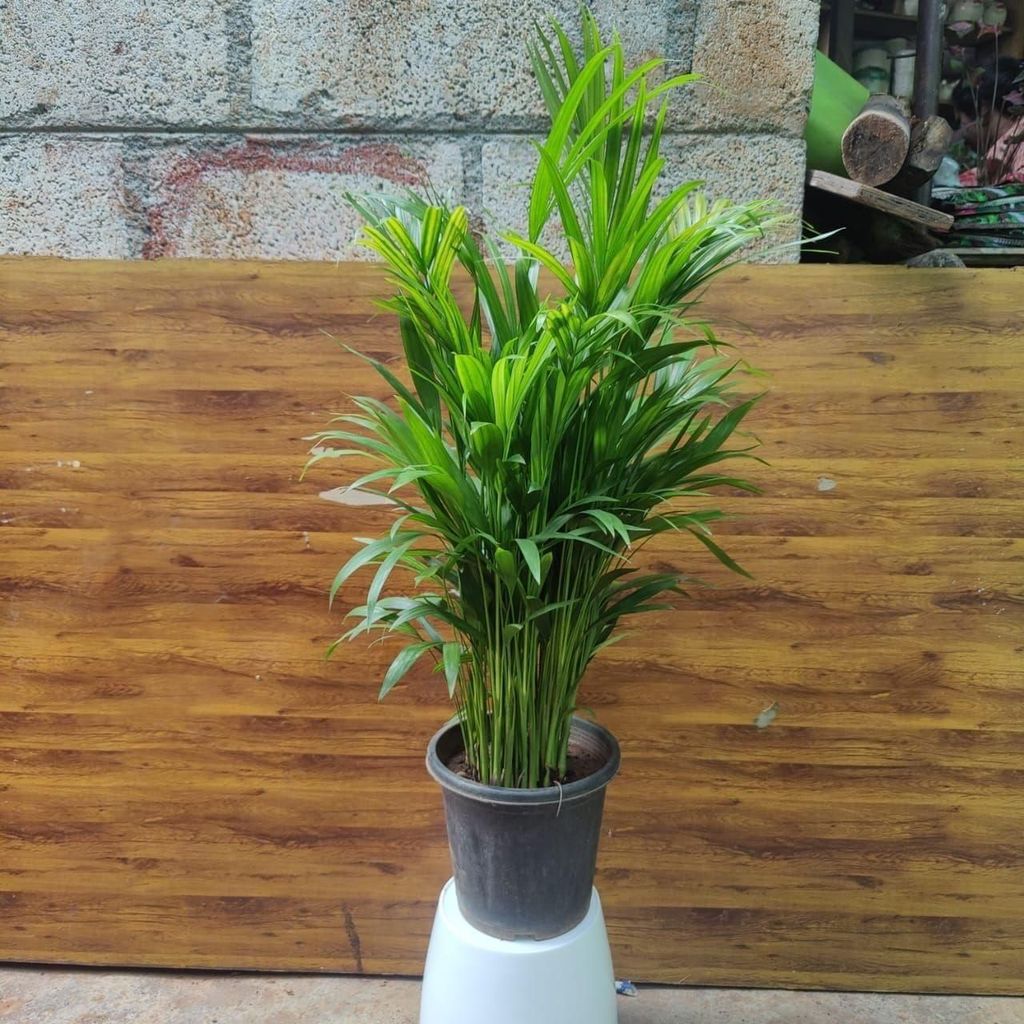 Areca Palm (~ 2.5 ft) in 8 Inch Nursery Pot