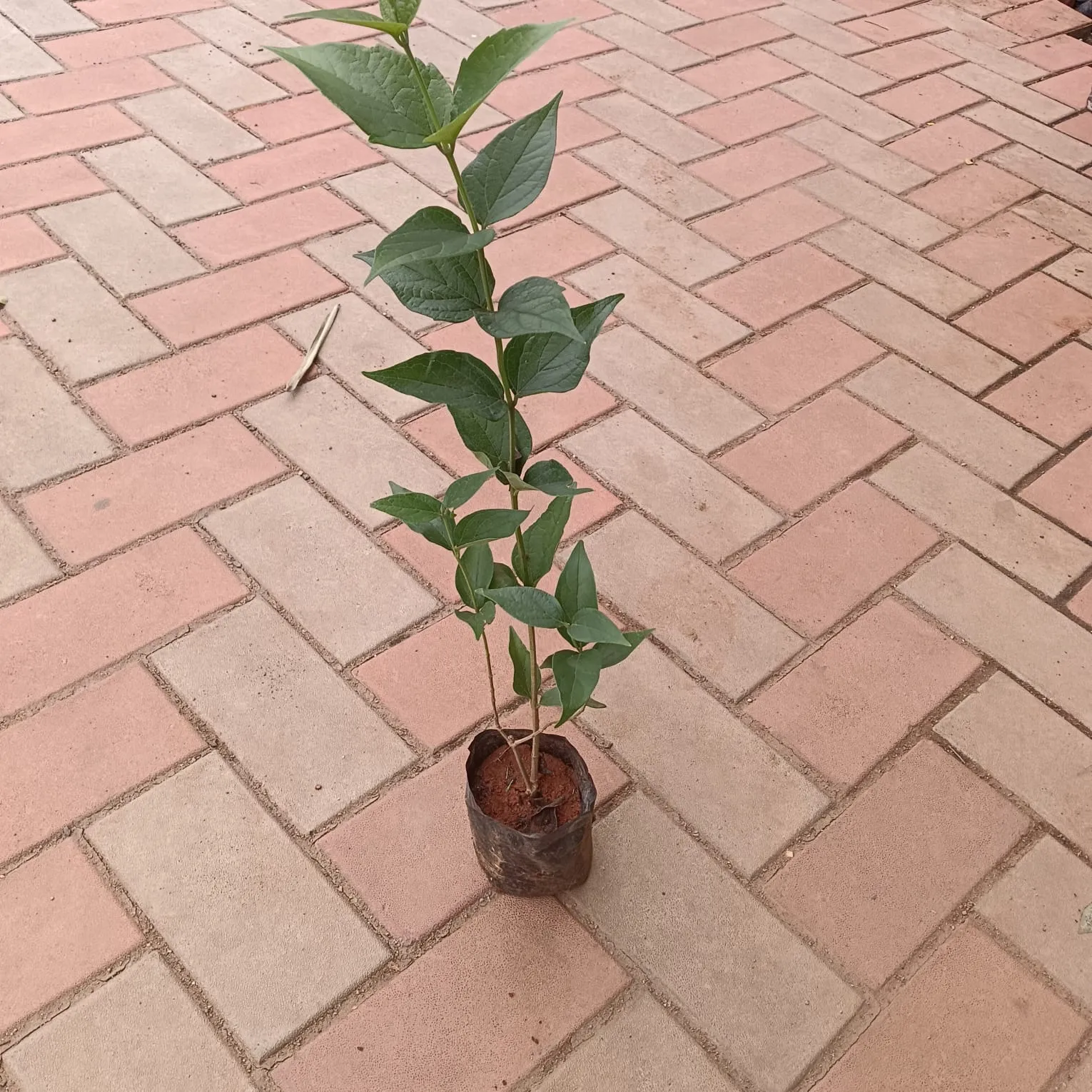 Harsingar / Parijat in 4 inch Nursery Bag