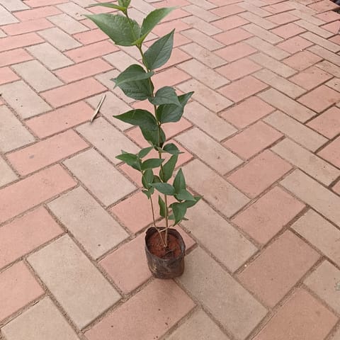 Harsingar / Parijat in 4 inch Nursery Bag