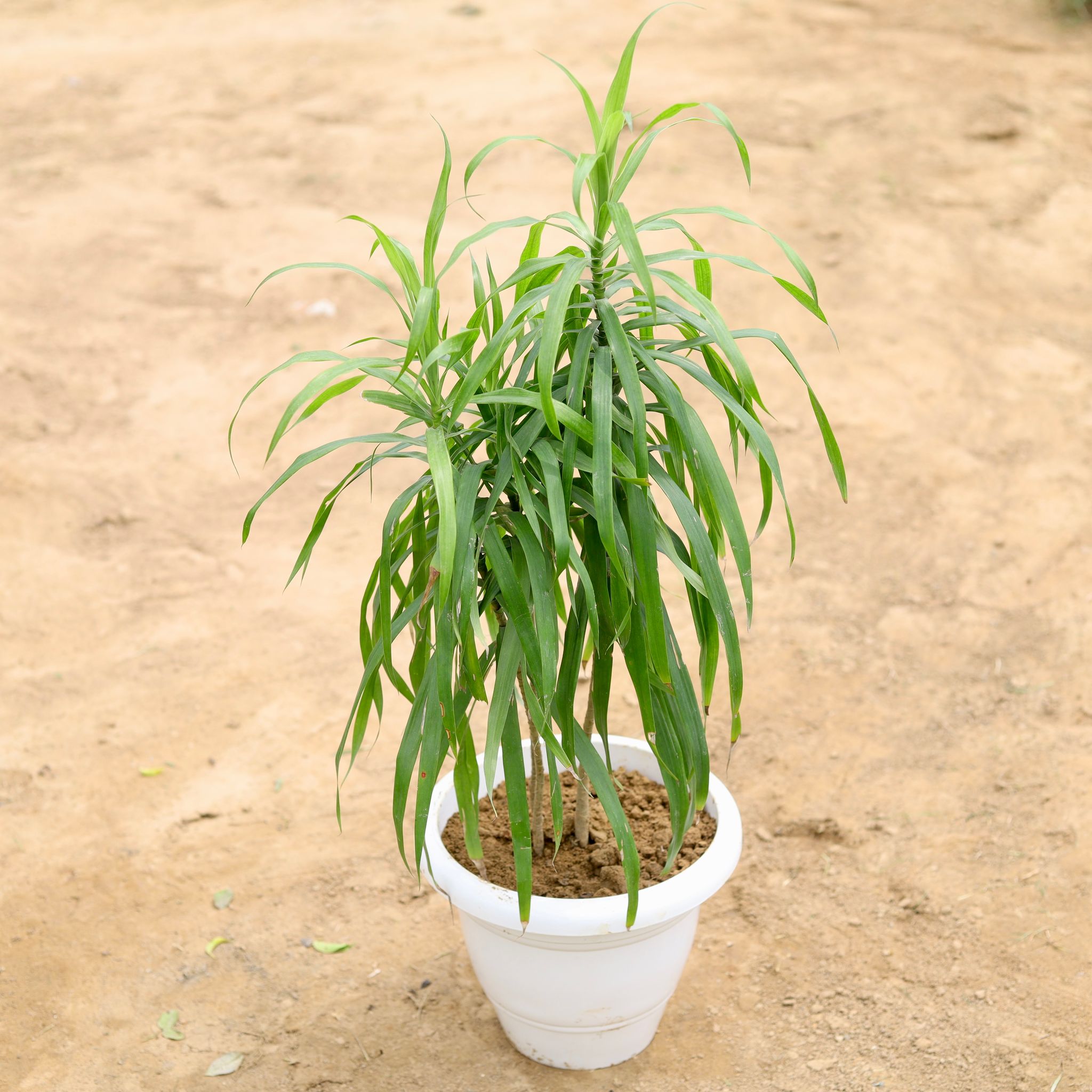 Dracaena Green in 6 Inch White Classy Plastic Pot