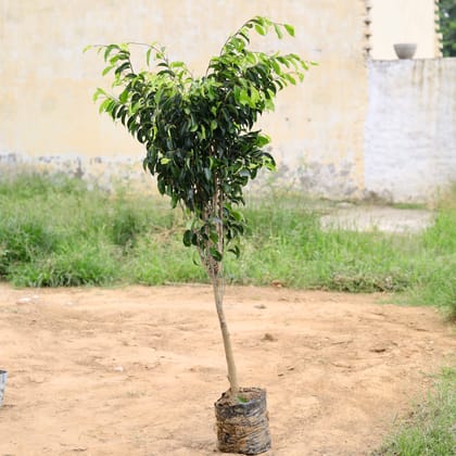 Buy Ficus Black (~ 3 Ft) in 7 Inch Nursery Bag Online | Urvann.com