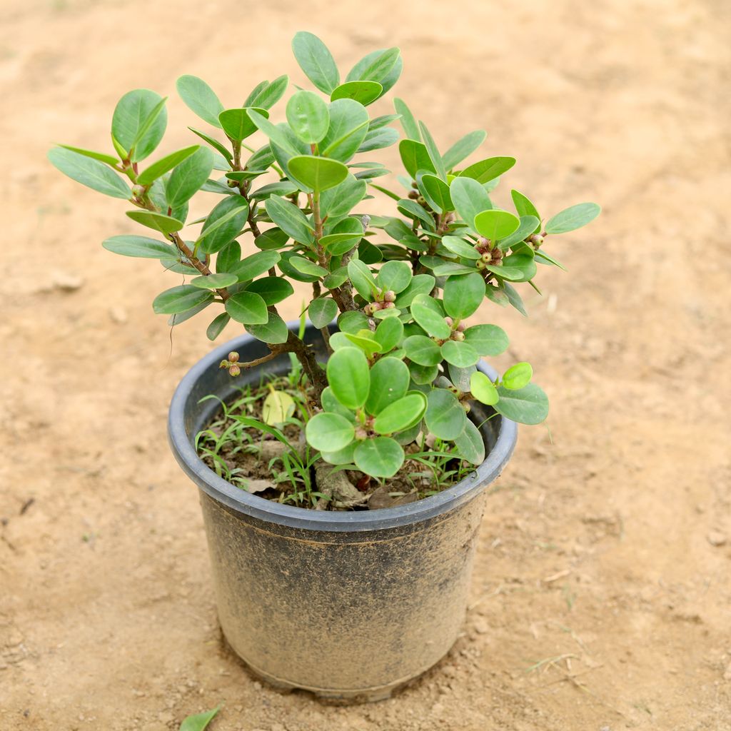 Buy Ficus Long Island Bonsai in 8 Inch Plastic Pot Online | Urvann.com Ficus Long Island Bonsai in 8 Inch Nursery Pot