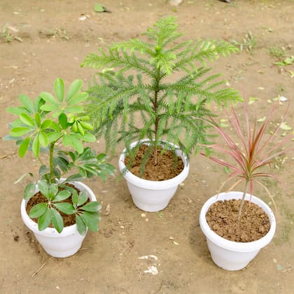 Buy Set of 3 - Araucaria/ Christmas Tree, Schefflera Green & Dracaena Cloorma Red in 6 Inch White Classy Plastic Pot Online | Urvann.com