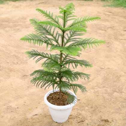 Buy Araucaria / Christmas tree (~ 2-3 Ft) in 10 Inch White Classy Plastic Pot Online | Urvann.com