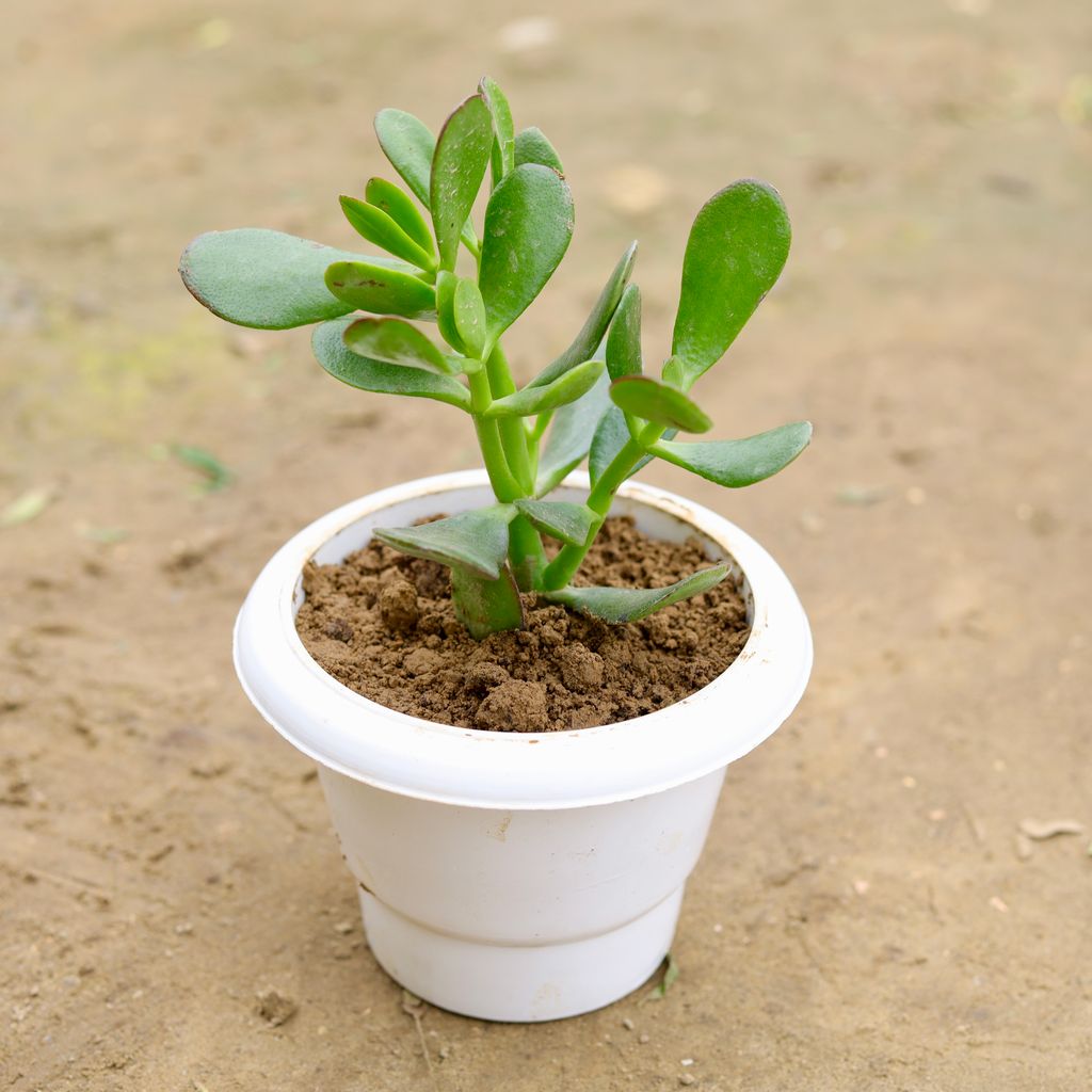 Crassula Arborescens Succulent in 6 Inch White Classy Plastic Pot