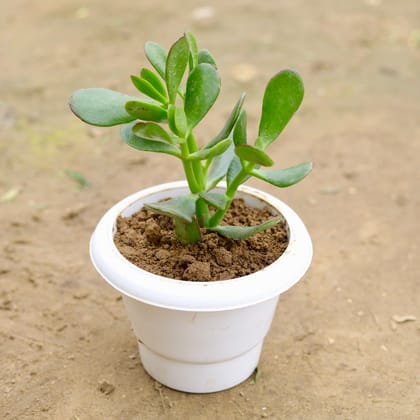 Buy Succulent in 6 Inch White Classy Plastic Pot Online | Urvann.com