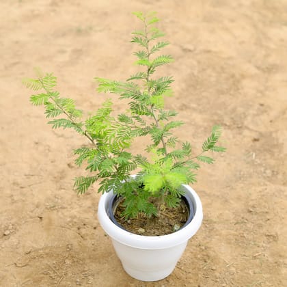 Buy Shami Plant  in 8 Inch White Classy Plastic Pot Online | Urvann.com